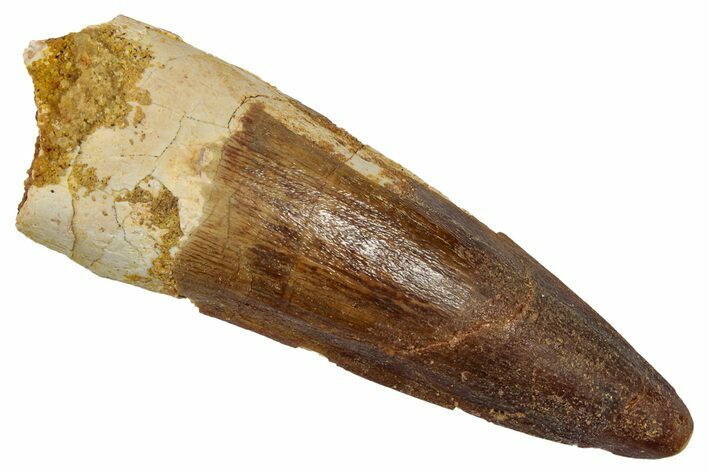 Fossil Spinosaurus Tooth - Real Dinosaur Tooth #345461